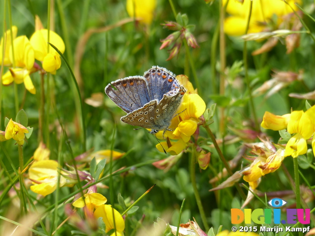 FZ018250 Brown Argus (Aricia agestis) butterfly